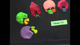 Enzyme Claymation [upl. by Adnanref202]