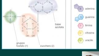 La struttura del DNA HD [upl. by Odetta]