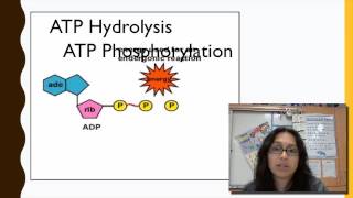 ATP and Energy [upl. by Platto]