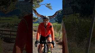 Morepork Sculpture along the Waikato River Trails newzealand gravelbiking specializeddiverge [upl. by Inail]