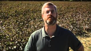 How the Cotton Gin Changed America [upl. by Ardiek]