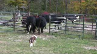 Border collie Ruabinn Penning Cattle [upl. by Livy]