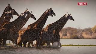 Discover Wildlife Wonders in Tanzania  The Coolest Places On Earth HDTV earth tanzania nature [upl. by Nevram]