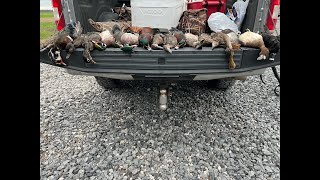 3 Man Limit of Wood Ducks  Opening Day of Duck Season [upl. by Luahs201]