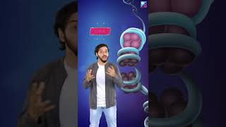 Nucleosome Model and Packaging of DNA  NEET 2024  Pushpendu Sir shorts [upl. by Tezil]