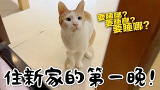 【黃阿瑪的後宮生活】住新家的第一晚！貓咪們會睡哪？ [upl. by Ellertal]