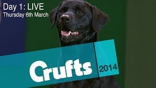 Crufts 2014  Day 1 LIVE [upl. by Clementis]