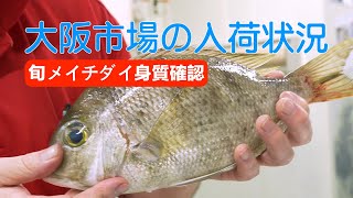 【中央市場】「刺身のための超高級魚！？ 今が旬のメイチダイを捌いて身質確認」Gymnocranius griseus A Fish for Sashimi [upl. by Mcmillan70]