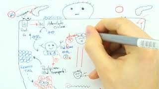 METABOLISMO ÁCIDOS GRAXOS  AULA ESSENCIAL BIOQUÍMICA [upl. by Amarillis]