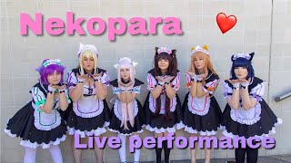 Nekopara Performance【Madman Anime Festival Brisbane 2018】 [upl. by Kciremed]