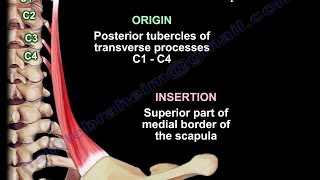 Anatomy Of The Levator Scapulae Muscle  Everything You Need To Know  Dr Nabil Ebraheim [upl. by Atinaej803]