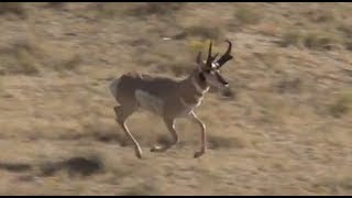 Antelope Hunting in Wyoming [upl. by Lleuqram]