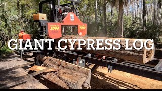 Giant pecky cypress vs the timber king 2000 sawmill cypress salvaged wood [upl. by Xirtaeb]