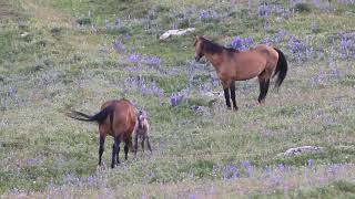 Stallion Fight Two Irish Shires [upl. by Lleynod374]