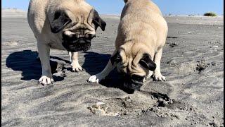 Pugs on Cedar Island  October 2022 [upl. by Eyssej]