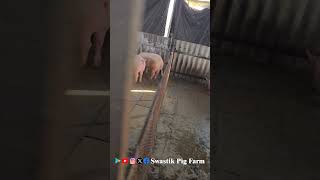 Pig husbandry training in Pune Maharashtra swastikpigfarm pig businessideas piggerybusiness [upl. by Arebma]