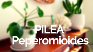 Cuidados Planta Pilea Peperomioides  Plantas De Interior 🌱 [upl. by Ursuline274]