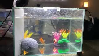 Is my goldfishes tank too small [upl. by Atkins]