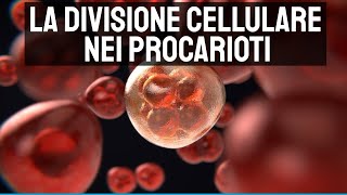 La divisione cellulare nei procarioti 🔬 [upl. by Britteny]