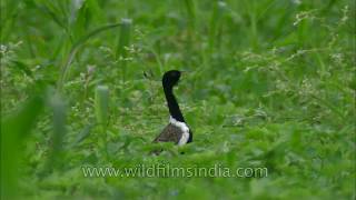 Dance of courtship Lesser Florican [upl. by Shelba]