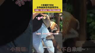 小熊猫努力营业，主动站起来互动逗游客开心，小熊猫：一群人凑不出一个苹果，不带这么生撸的 [upl. by Arze2]