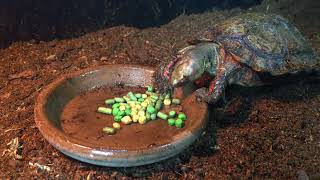 Honduran wood turtle Rhinoclemmys pulcherrima incisa feeding [upl. by Ileane136]