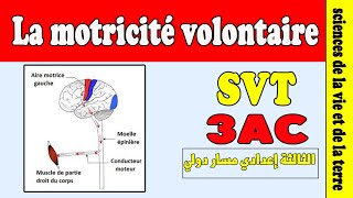 la motricité volontaire 3 année collège  cours SVT 3 année collège [upl. by Farmer163]