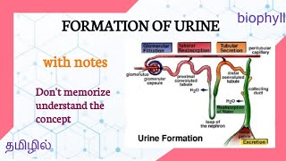 ALLIED HEALTH SCIENCES  Formation of urine in tamil [upl. by Annaiek484]