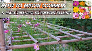 How to grow cosmos and make trellises to prevent falling [upl. by Ahsenet]