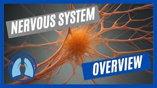 Overview of the Nervous System [upl. by Meaghan]