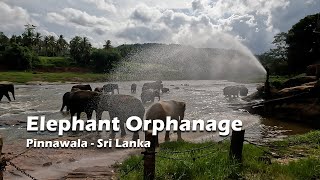 Inside Pinnawala Elephant Orphanage A Day with Elephants [upl. by Sid]