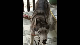 Barking Husky Dog ❤️ viralvideo dog [upl. by Adnertal152]