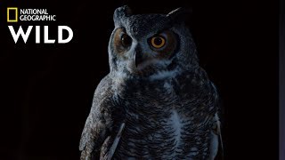 Great Horned Owl on the Hunt  Nat Geo Wild [upl. by Ailen]