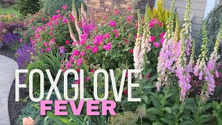 Foxgloves Grown from Seed Cottage Garden Tour [upl. by Cony262]