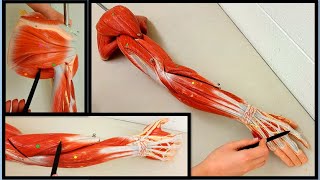 Muscles of the Arm and Forearm  Upper Limb muscles  MADE SIMPLE [upl. by Gnauq]