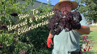 How to Harvest and Process Elderberries [upl. by Lladnek]