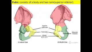 pelvic and lower limb bonesAnatomy 2  1علاج طبيعى [upl. by Linell306]