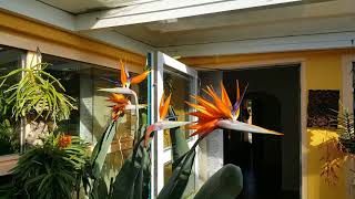 Strelitzia reginae [upl. by Broddie]