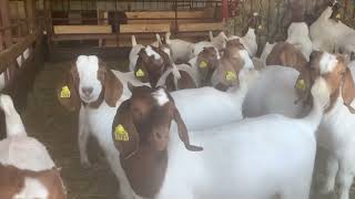 Weaned Does  StartGrow Your Herd of Boer Goats boer meatgoats boergoats goatfarming goats [upl. by French]