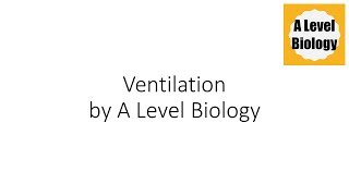 Ventilation  A Level Biology [upl. by Nwahsit]