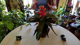 Bromeliad Indoor Care What to Know [upl. by Hseyaj611]