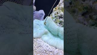 😱feeding carpet anemone 😱 shorts aquarium​ [upl. by Aelhsa]