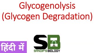 Glycogenolysis  Glycogen metabolism in Hindi [upl. by Evie308]