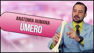 Anatomia Humana ÚMERO PRÁTICA [upl. by Geehan430]