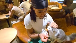 I Went To A Cat Cafe In Japan [upl. by Luise]