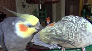 Our pet cockatiels preening and pecking each other [upl. by Yblok]