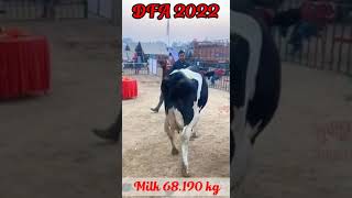 SAG bulls HF40116 Daughter got First prize in DFA Kurukshetra [upl. by Annadal]