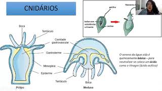 Biologia C  Poríferos Cnidários e Platelmintos [upl. by Agretha]