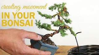 How to Create a Bonsai with Movement  Wiring a bonsai tree trunk [upl. by Christine]