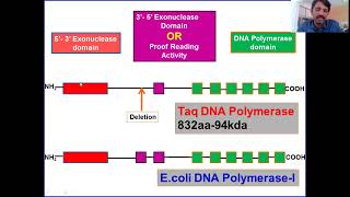 Taq DNA Polymerase Thermus aquaticus PCR [upl. by Tnahsin86]